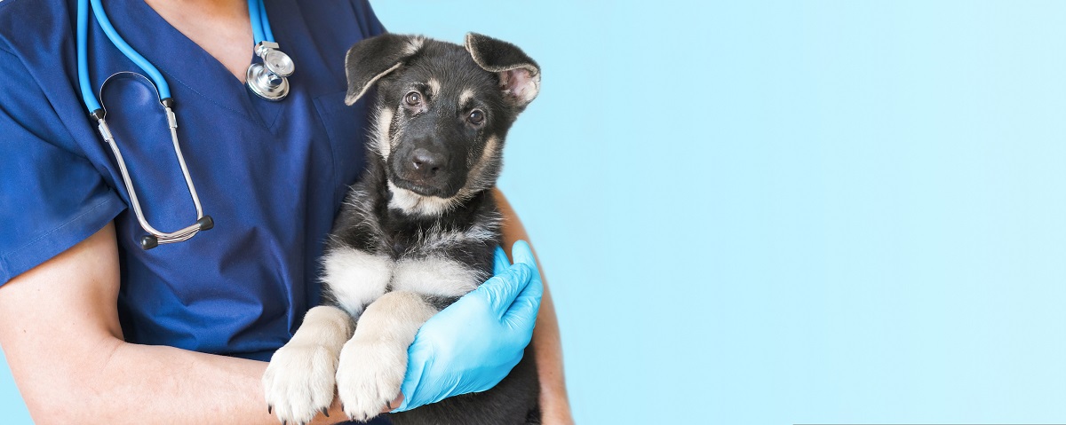 Jei įtariate, kad jūsų gyvūnas serga, turite apsilankyti pas veterinarijos gydytoją ir ištirti gyvūną. 